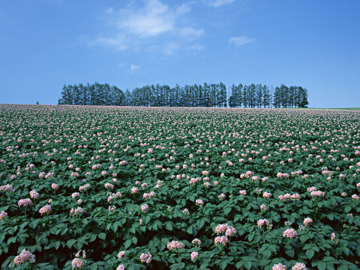 38223 (a): :1600x1200
